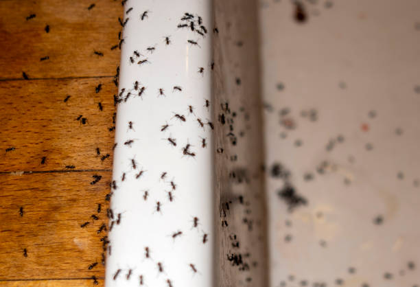 Best Pest Removal Services  in Redlands, CA