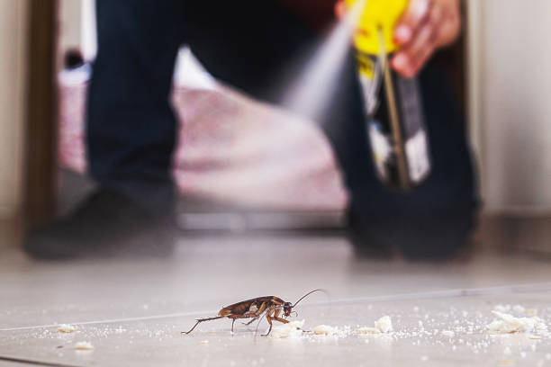 Insect Control in Redlands, CA